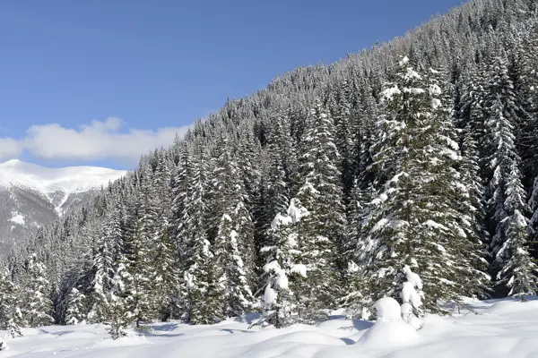 Neve