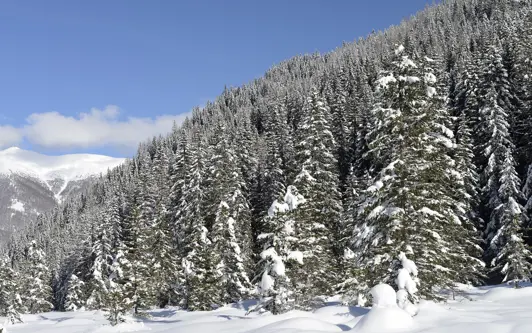 Neve